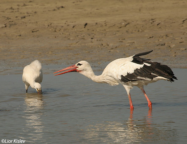 חסידה לבנה   White Stork  Ciconia ciconia                                   מעגן מיכאל נובמבר 2005
